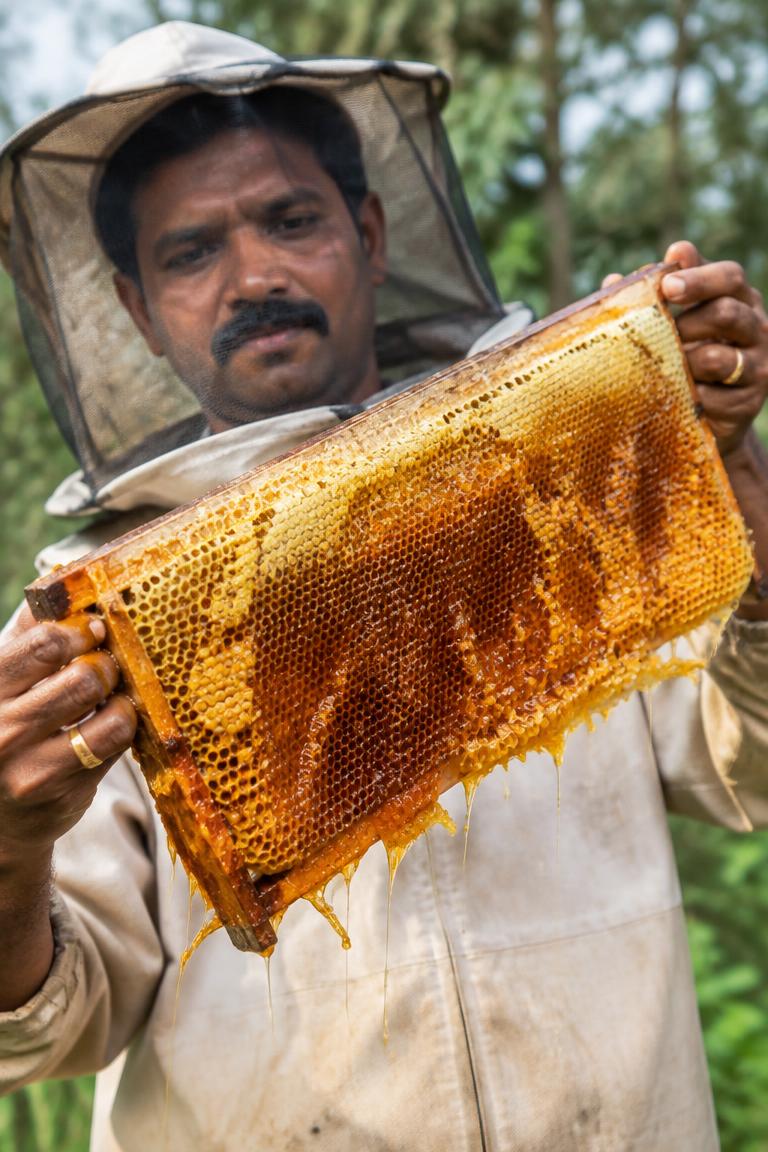 Beekeeper holding a honeycomb frame dripping with honey